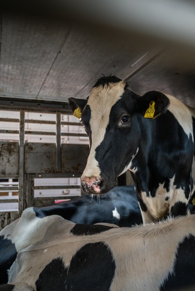 Krávy v transportu na odpočívadle v Turecku - Nevinné oběti